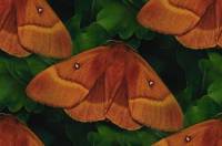 Оранжевые бабочки на фоне травы отдыхают