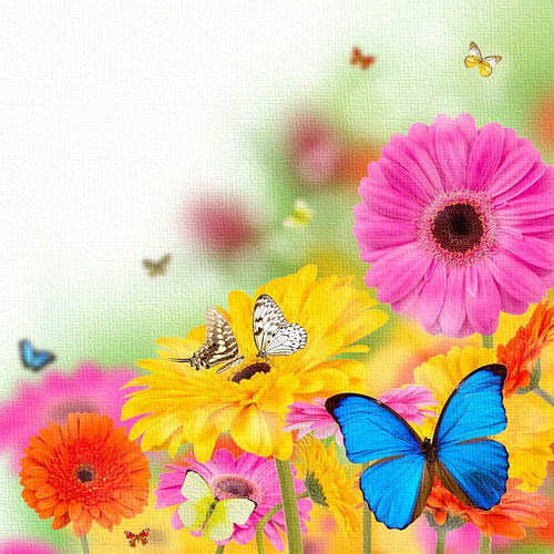 Разноцветные бабочки над цветами