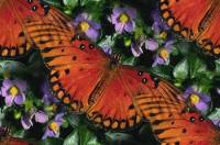 Оранжевые бабочки на фоне цветов