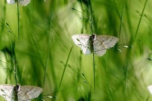 Бабочки на травинуах