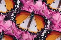 Бело-оранжевые бабочки на розовых цветах