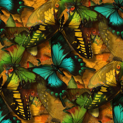 Урасивые яркие бабочки на желтом фоне