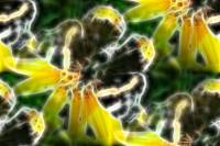 Бабочка на желтом цветке