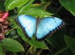 Голубая бабочка на зелени