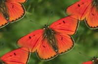 Оранжевые бабочки с черными точками на фоне травы