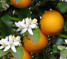 Апельсины цветут