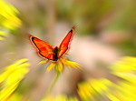 Красная бабочка над желтыми цветами