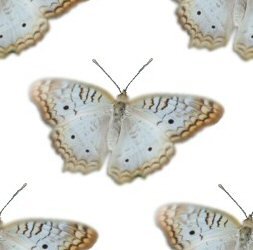 Бабочки голубые с коричневым