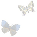 Серо-голубые бабочки