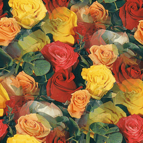 Разноцветные розы в воде