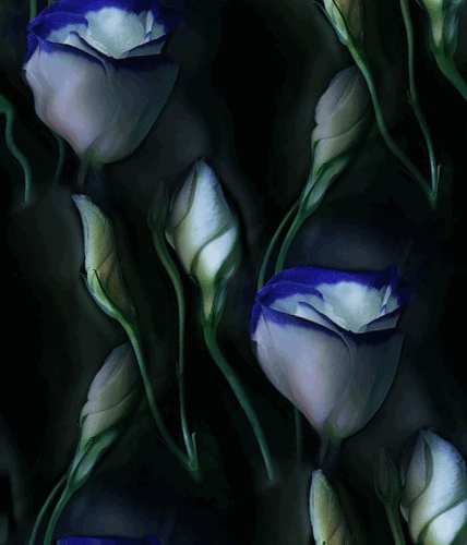 Белые розы с синим  в воде