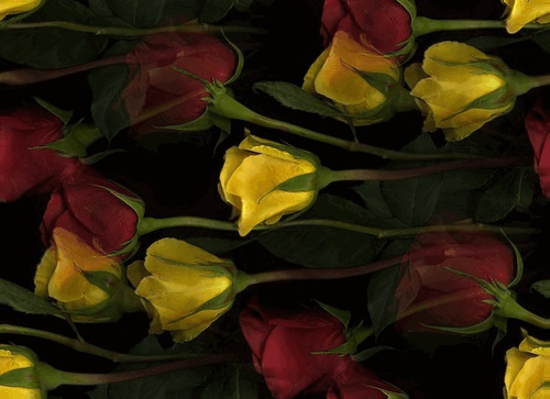 Желтые и красные розы в воде