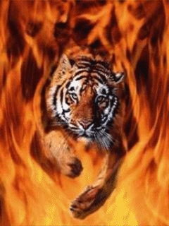 Тигр выскакивает из  огня