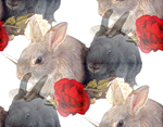 Кролики и розы