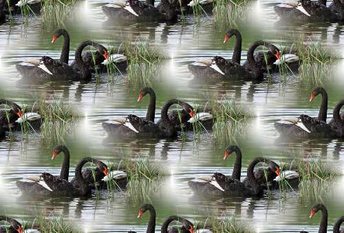 Озеро черных лебедей