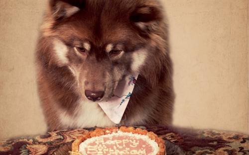 День рожденья любимой собаки