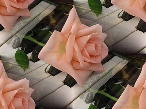 Роза на клавишах рояля