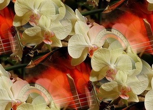 Орхидеи на гитаре