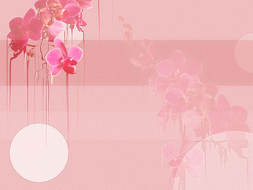 Орхидеи на розовом