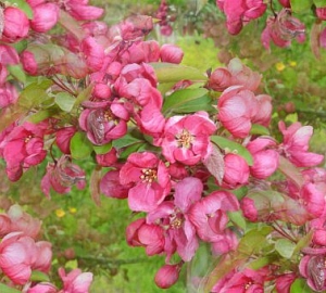 Розовое цветение весеннего дерева
