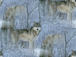 Волки. Зимний лес