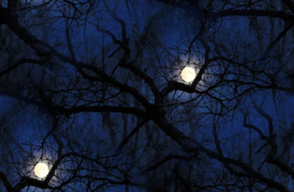 Луна сквозь ветви деревьев