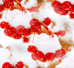Грозди рябины в снегу