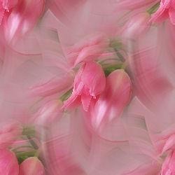 Розовые тюльпаны в розовой дымке