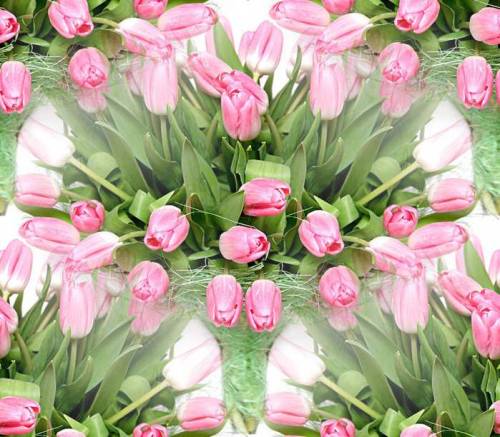 Розовые тюльпаны с зеленью