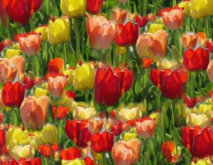 Красные и желтые тюльпаны на фоне зелени
