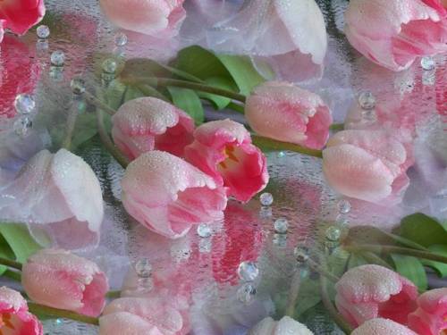 Тюльпаны, отраженные в стекле