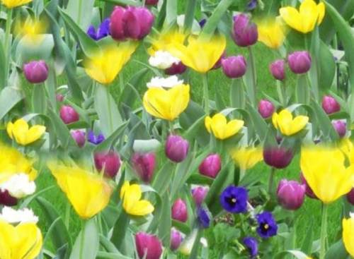 Желтые и фиолетовые тюльпаны на фоне зеленитюльпанами