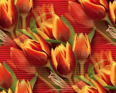 Красно-желтые тюльпаны