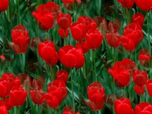 Яркие красные тюльпаны на фоне зелени