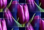 Фиолетовые тюльпаны с зеленью на синем