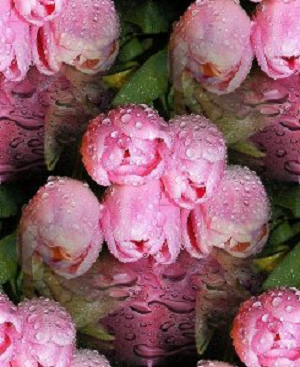 Розовые тюльпаны в каплях росы