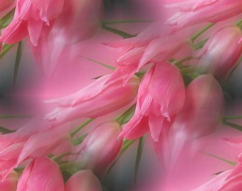 Розовые тюльпаны. размытый фон