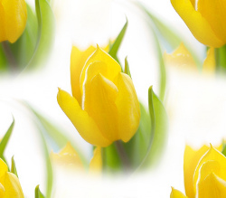 Желтые тюльпаны на белом