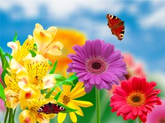 Бабочка над цветами
