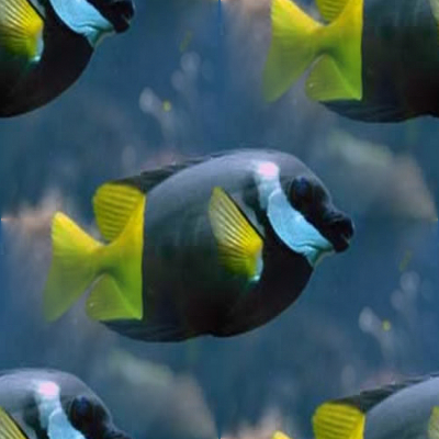 Черная рыбка с желтым хвостом