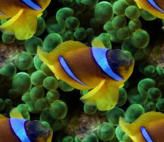 Желто-голубые рыбки