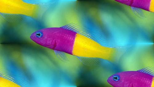 Фиолетово-желтые рыбки