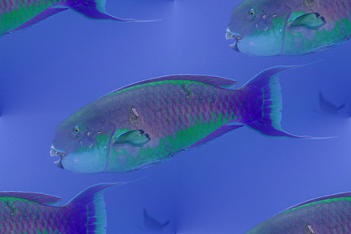 Фиолетово-зеленые рыбки на голубом
