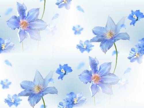 Голубые звездочки цветов на белом
