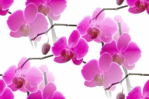 Розовые орхидеи на розовом