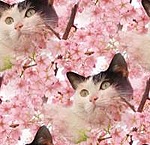 Весна. Котенок на цветущем дереве