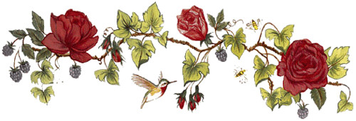 Разделитель колибри у цветка