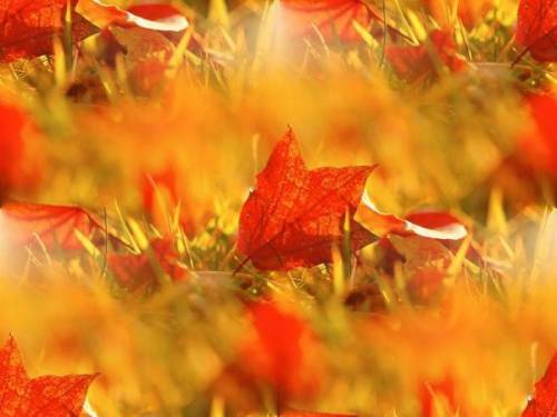 Золотая осень. Червонная листва в золотой траве