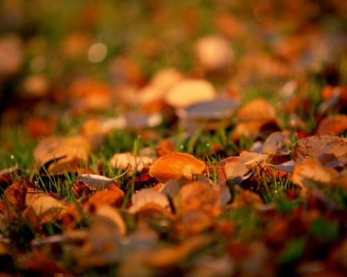 Осень. Листва на траве