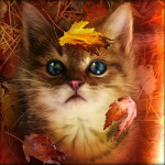 Осень. Котенок наблюдает за листопадом